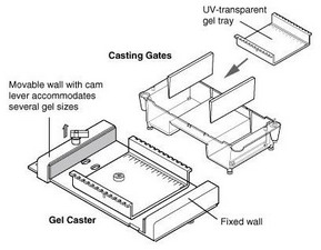 Mini-Sub cell GT伯乐电泳槽-伯乐电泳槽