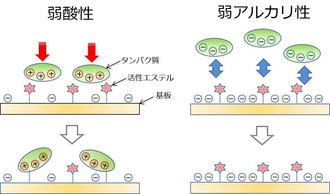 Self Assembled Monolayer(SAM)研究用キット Carboxylic acid-SAM Formation Reagent 同仁化学研究所