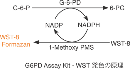 グルコース-6-リン酸脱水素酵素活性測定用キット G6PD Assay Kit-WST 同仁化学研究所