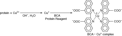 比色試薬／金属指示薬 Sodium bicinchoninate | CAS 979-88-4 同仁化学研究所