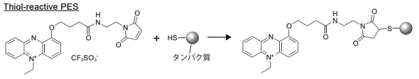 電子メディエーター Thiol-reactive PES 同仁化学研究所