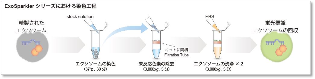 エクソソーム タンパク質蛍光染色キット Deep Red ExoSparkler Exosome Protein Labeling Kit-Deep Red 同仁化学研究所