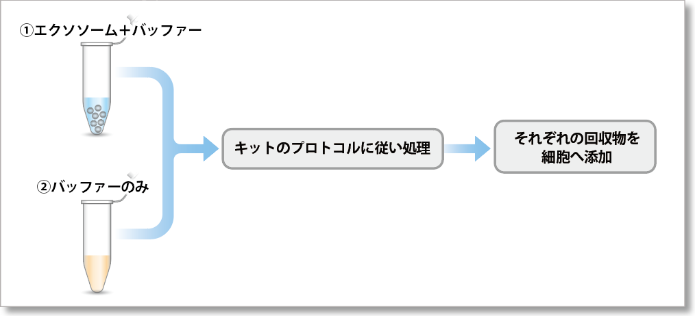 エクソソーム タンパク質蛍光染色キット Deep Red ExoSparkler Exosome Protein Labeling Kit-Deep Red 同仁化学研究所