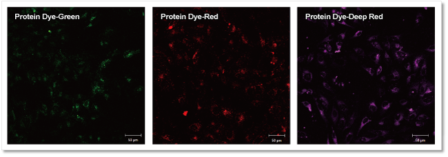 エクソソーム タンパク質蛍光染色キット Deep Red ExoSparkler Exosome Protein Labeling Kit-Deep Red 同仁化学研究所