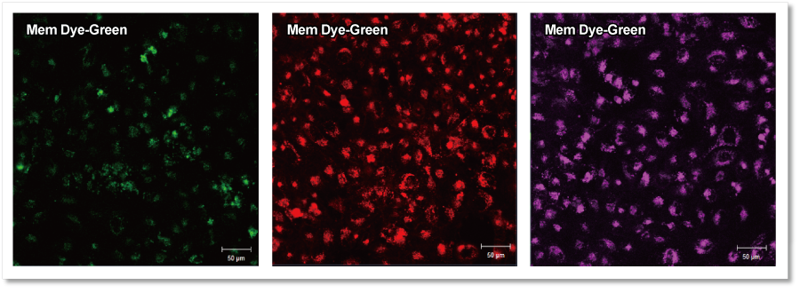 エクソソーム 膜蛍光染色キット Deep Red ExoSparkler Exosome Membrane Labeling Kit-Deep Red 同仁化学研究所