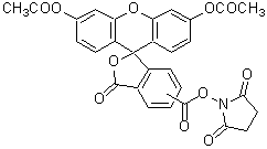 細胞質染色用蛍光色素 CFSE | CAS 150347-59-4 同仁化学研究所