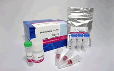 抗体標識キット Ab-10 Rapid Biotin Labeling Kit 同仁化学研究所