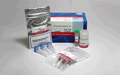 抗体標識キット Ab-10 Rapid R-Phycoerythrin Labeling Kit | CAS - 同仁化学研究所