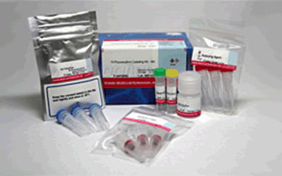 抗体標識キット Ab-10 Rapid R-Phycoerythrin Labeling Kit | CAS - 同仁化学研究所