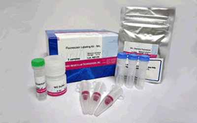 抗体標識キット Ab-10 Rapid Fluorescein Labeling Kit | CAS - 同仁化学研究所