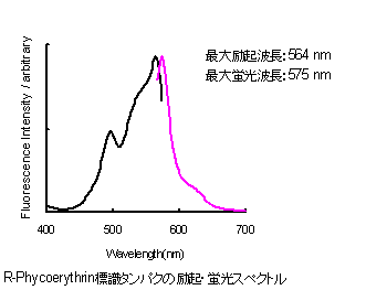 抗体・タンパク質標識キット R-Phycoerythrin Labeling Kit - SH 同仁化学研究所