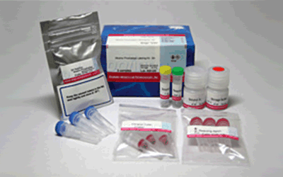 抗体・タンパク質標識キット Alkaline Phosphatase Labeling Kit - SH 同仁化学研究所