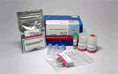 抗体・タンパク質標識キット Alkaline Phosphatase Labeling Kit - NH2 同仁化学研究所