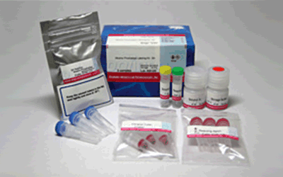 抗体・タンパク質標識キット Alkaline Phosphatase Labeling Kit - NH2 同仁化学研究所
