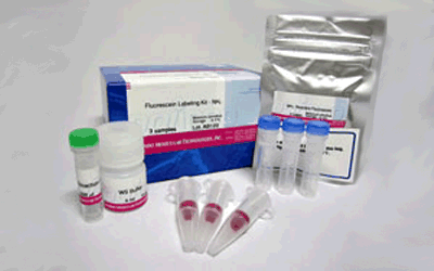 抗体・タンパク質標識キット Fluorescein Labeling Kit - NH2 同仁化学研究所