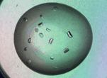 膜タンパク質可溶化剤 Trehalose C12 | CAS 64622-91-9 同仁化学研究所