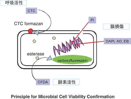 菌蛍光染色用色素 -Bacstain- PI solution 同仁化学研究所