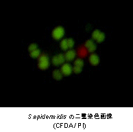 菌蛍光染色用色素 -Bacstain- PI solution 同仁化学研究所