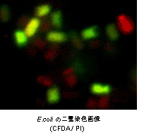 菌蛍光染色用色素 -Bacstain- PI solution 同仁化学研究所