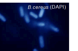 菌蛍光染色用色素 -Bacstain- DAPI solution | CAS 28718-90-3(DAPI) 同仁化学研究所