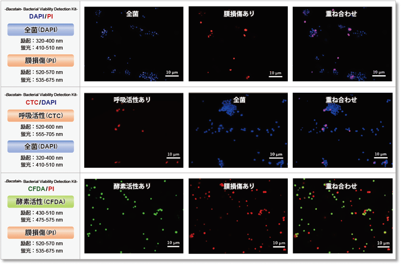 CFDA/PI で菌を二重染色 -Bacstain- Bacterial Viability Detection Kit - CFDA/PI 同仁化学研究所