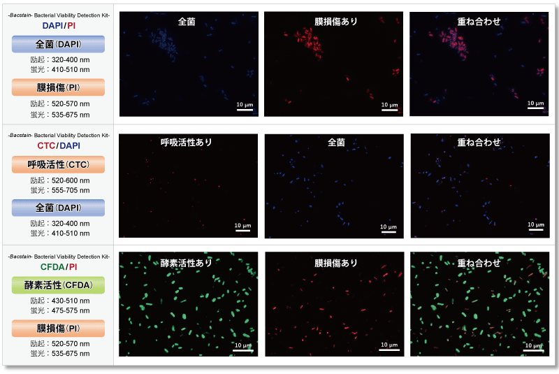 CFDA/PI で菌を二重染色 -Bacstain- Bacterial Viability Detection Kit - CFDA/PI 同仁化学研究所