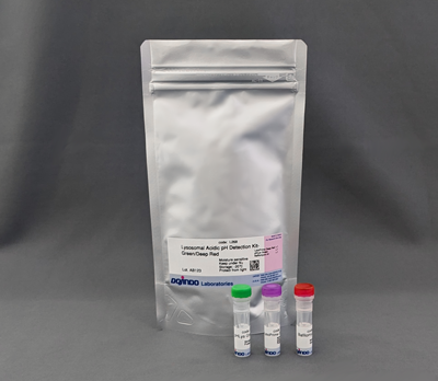 リソソームpH検出キット (Green/Deep Red) Lysosomal Acidic pH Detection Kit-Green/Deep Red 同仁化学研究所