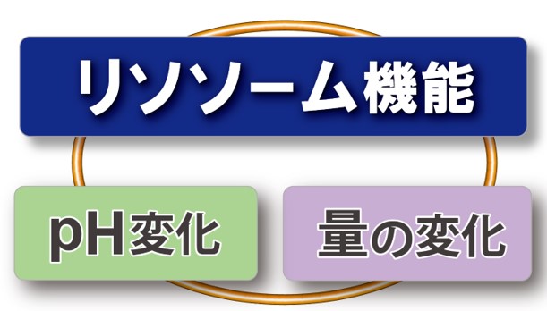 リソソームpH検出キット (Green/Deep Red) Lysosomal Acidic pH Detection Kit-Green/Deep Red 同仁化学研究所