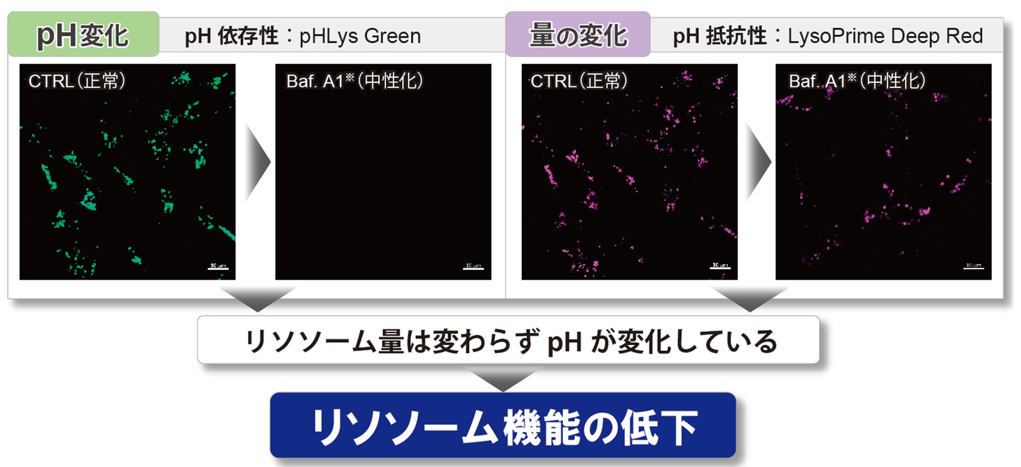 リソソームpH検出キット (Green/Deep Red) Lysosomal Acidic pH Detection Kit-Green/Deep Red 同仁化学研究所