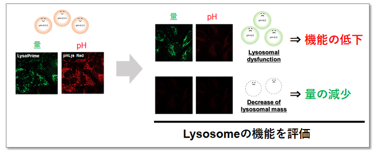 リソソームpH検出キット Lysosomal Acidic pH Detection Kit 同仁化学研究所