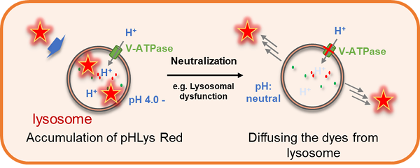 リソソームpH検出キット Lysosomal Acidic pH Detection Kit 同仁化学研究所