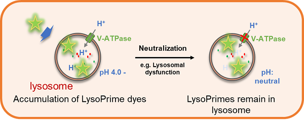 リソソームpH検出キット Lysosomal Acidic pH Detection Kit 同仁化学研究所