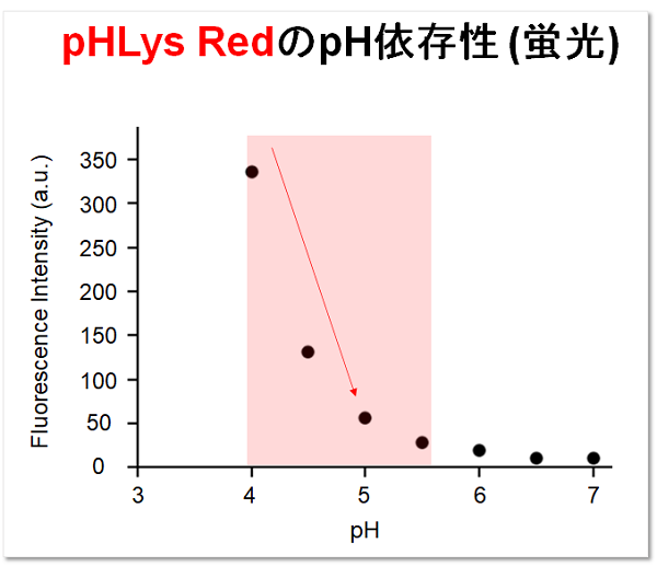 リソソームpH検出色素 Red pHLys Red - Lysosomal Acidic pH Detection 同仁化学研究所