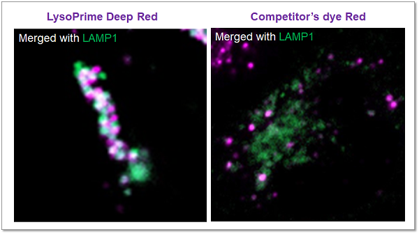 リソソーム染色色素 Deep Red LysoPrime Deep Red - High Specificity and pH Resistance 同仁化学研究所