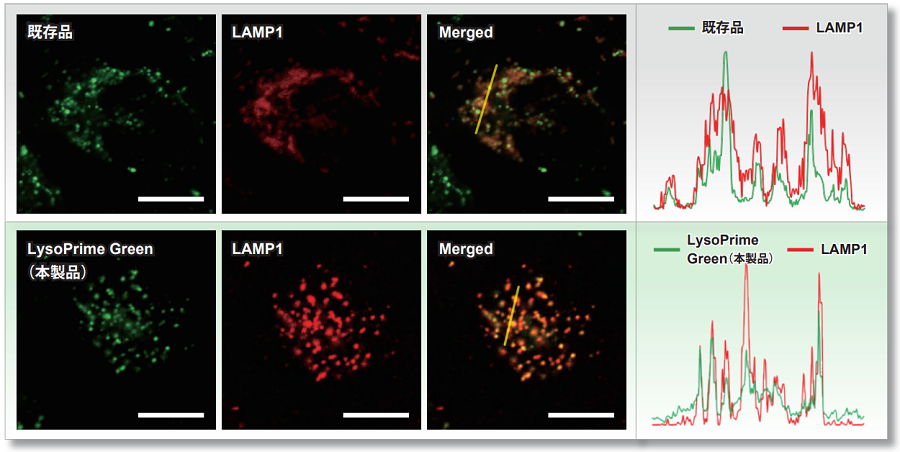 リソソーム染色色素 Green LysoPrime Green - High Specificity and pH Resistance 同仁化学研究所