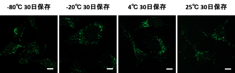 リソソーム染色色素 Green LysoPrime Green - High Specificity and pH Resistance 同仁化学研究所