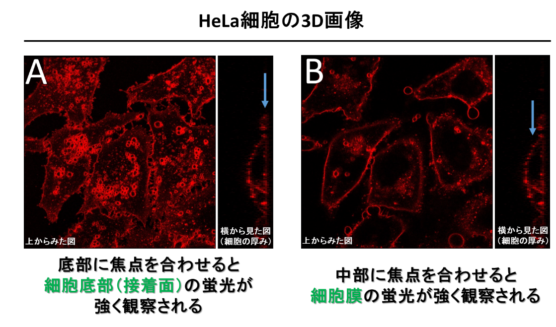 細胞膜染色試薬 Red PlasMem Bright Red 同仁化学研究所