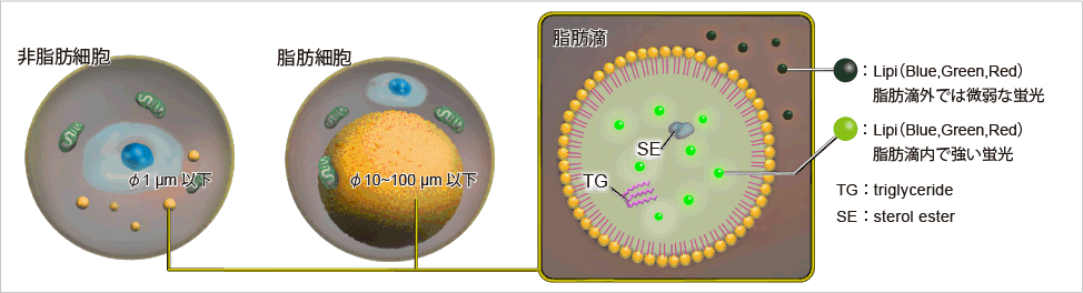脂肪滴染色蛍光色素 Lipi-Green 同仁化学研究所