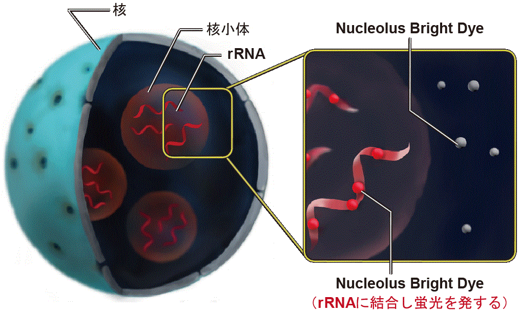 核小体蛍光染色 Nucleolus Bright Red 同仁化学研究所