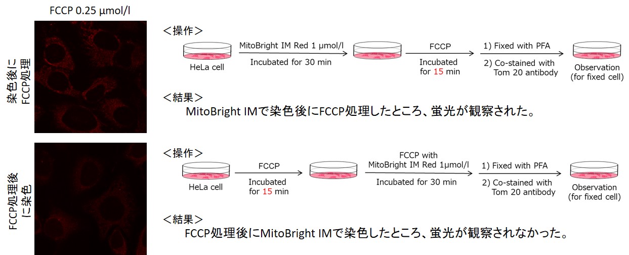 免疫染色用ミトコンドリア検出蛍光色素 Red MitoBright IM Red for Immunostaining 同仁化学研究所