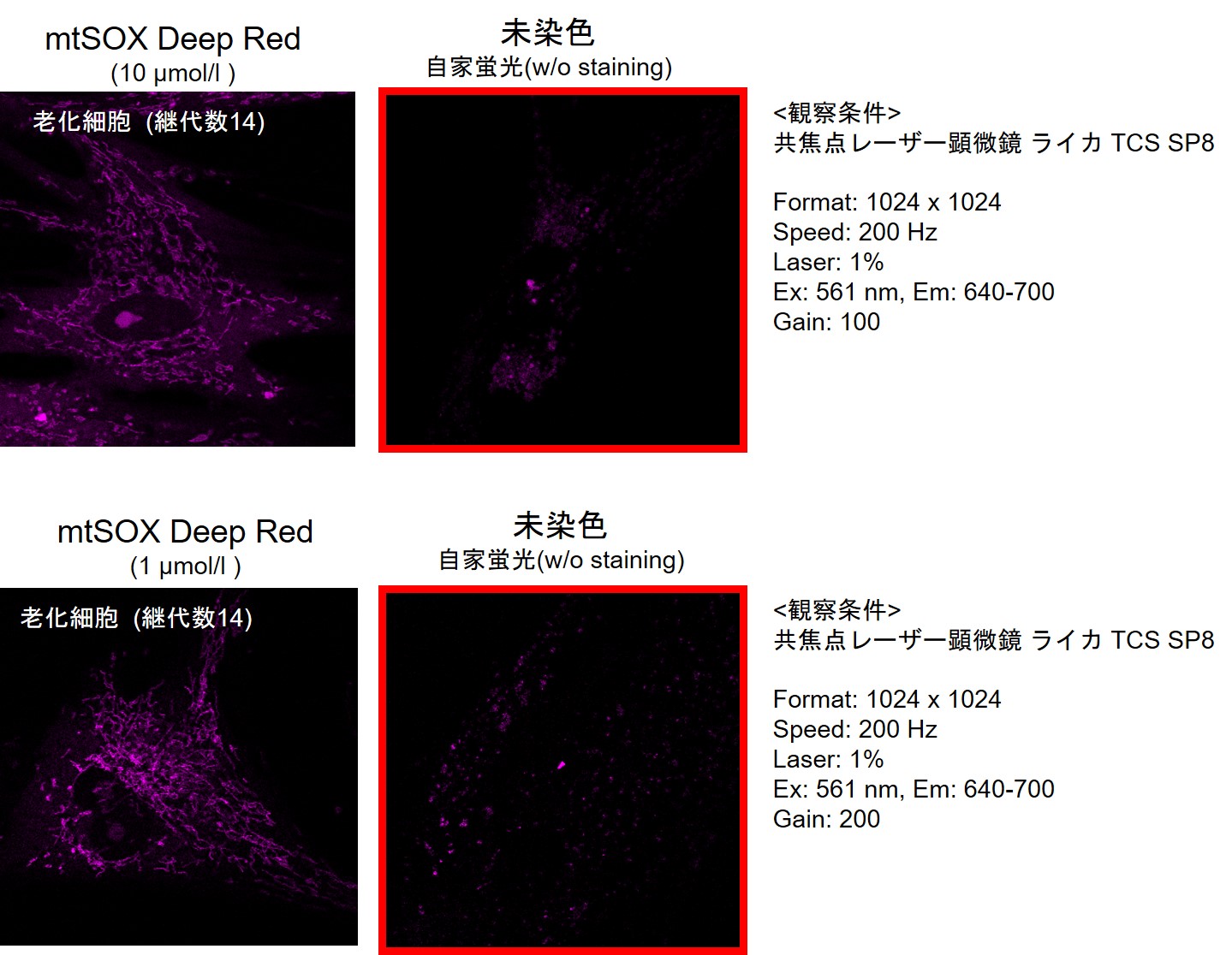 ミトコンドリア スーパーオキサイド検出用蛍光色素 mtSOX Deep Red - Mitochondrial Superoxide Detection 同仁化学研究所