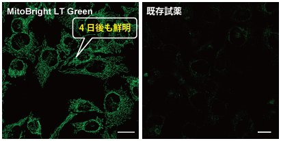 ミトコンドリア染色用色素 Red MitoBright LT Red 同仁化学研究所