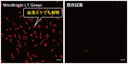 ミトコンドリア染色用色素 Red MitoBright LT Red 同仁化学研究所