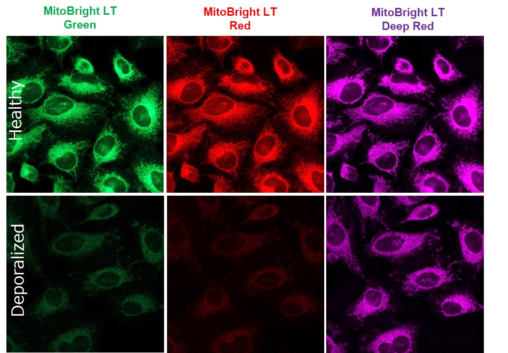 ミトコンドリア染色用色素 Red MitoBright LT Red 同仁化学研究所