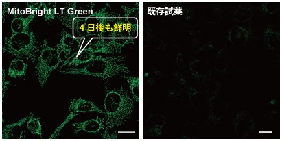 ミトコンドリア染色用色素 Green MitoBright LT Green 同仁化学研究所