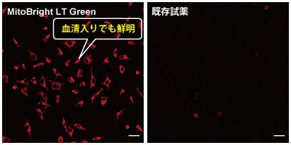 ミトコンドリア染色用色素 Green MitoBright LT Green 同仁化学研究所