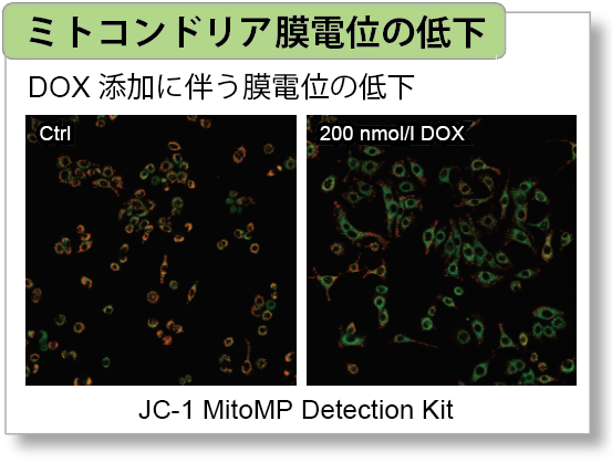 ミトコンドリア膜電位検出キット JC-1 MitoMP Detection Kit 同仁化学研究所