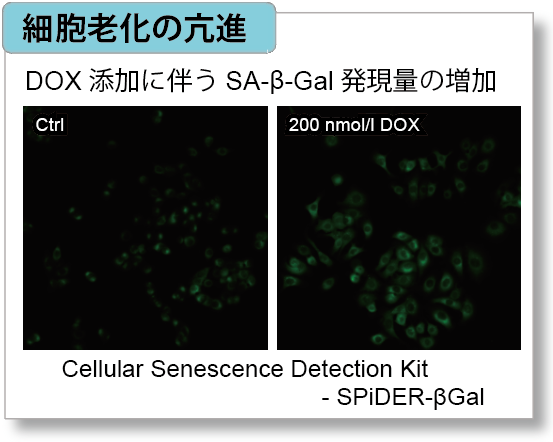 ミトコンドリア膜電位検出キット JC-1 MitoMP Detection Kit 同仁化学研究所