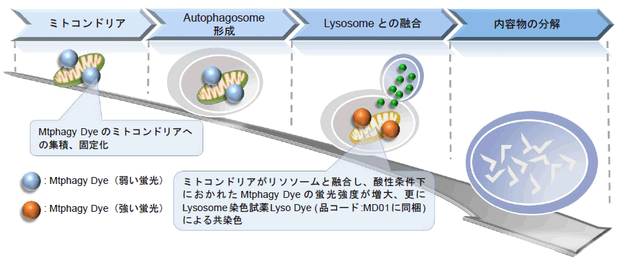 マイトファジー検出試薬 Mtphagy Dye 同仁化学研究所