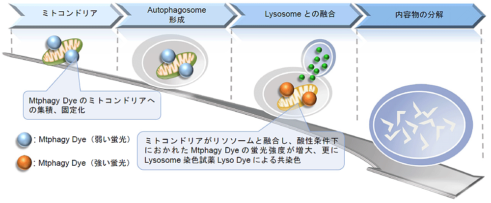 マイトファジー検出キット Mitophagy Detection Kit 同仁化学研究所